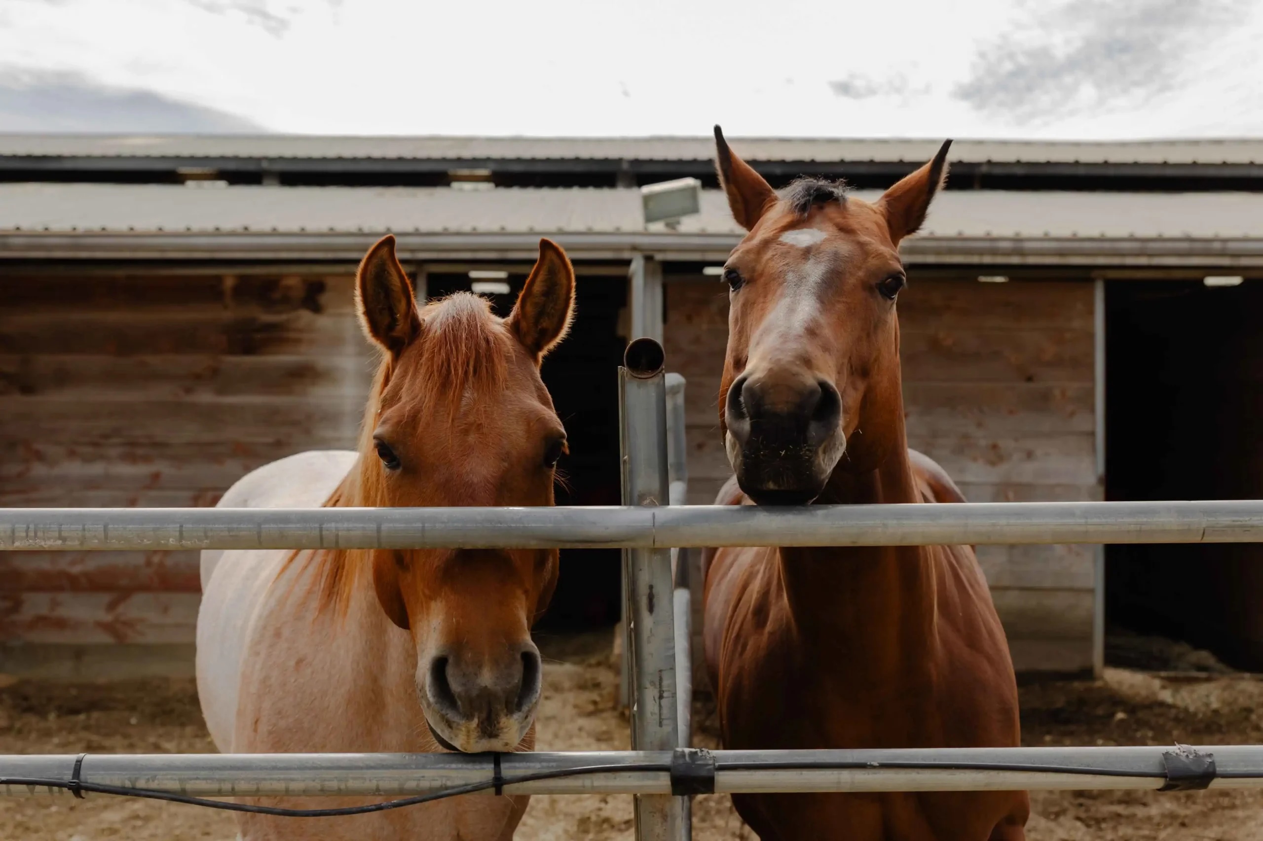 Rescue, Rehab, Retire: The Horses Behind Our Mission