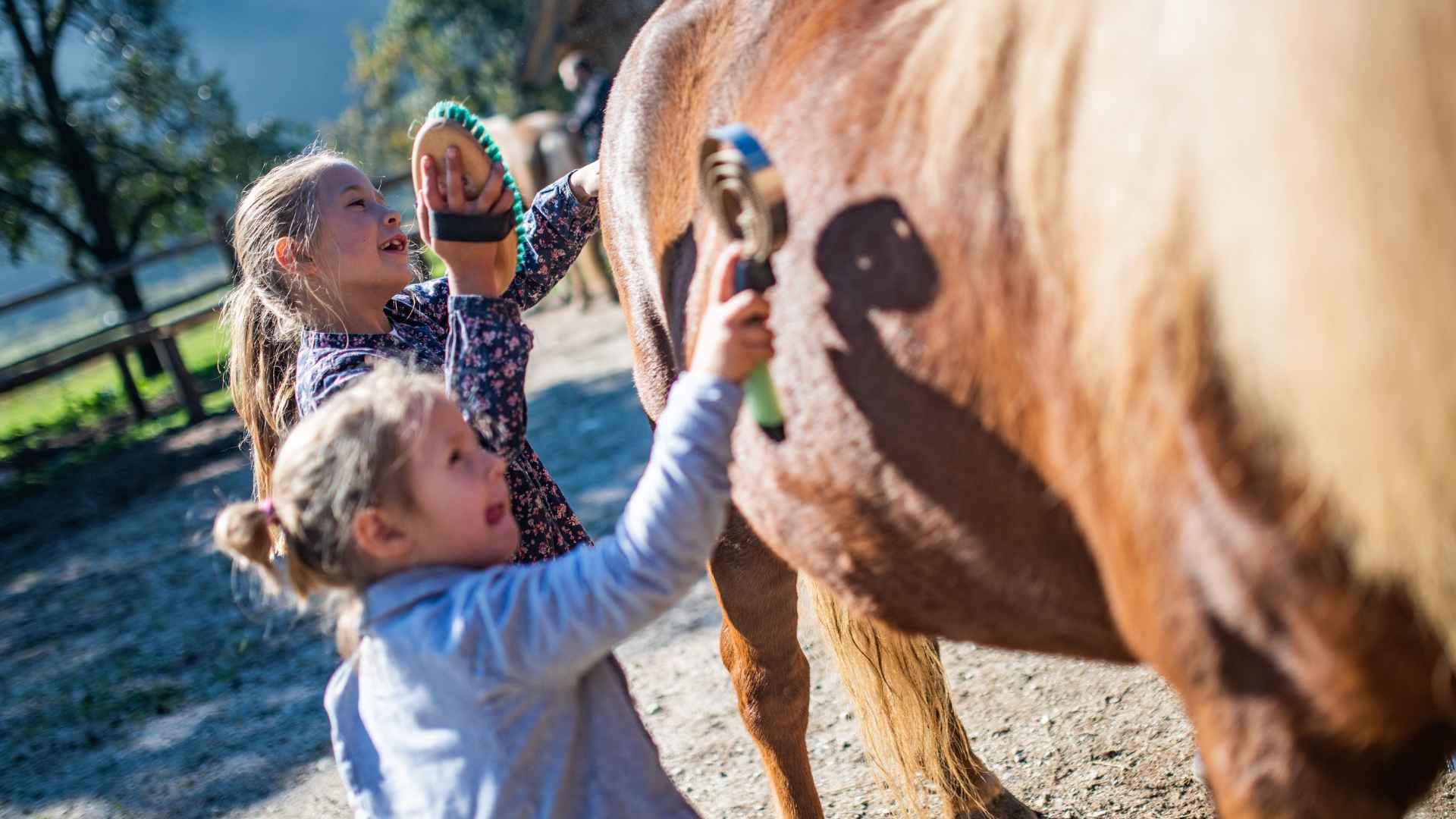 Horses turned out in a pasture at the Poway boarding ranch