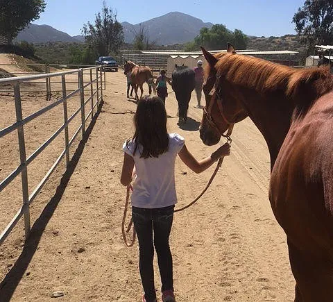 Children meeting the horses at the ranch